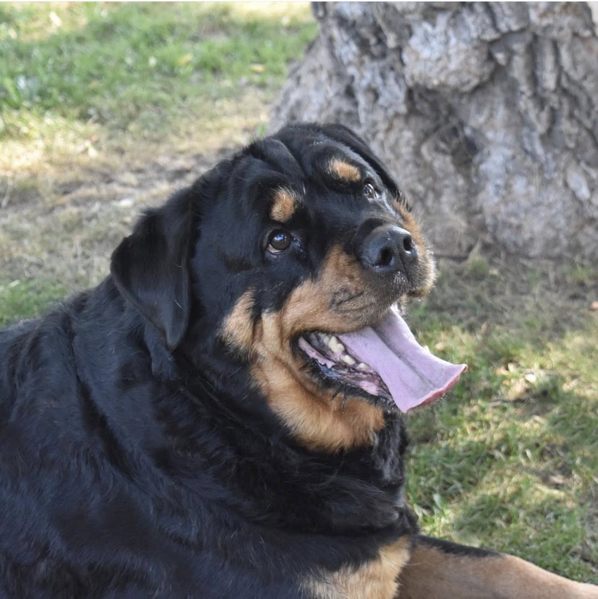 Max the dog